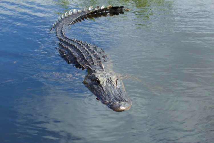 crocodile-agence-publicite